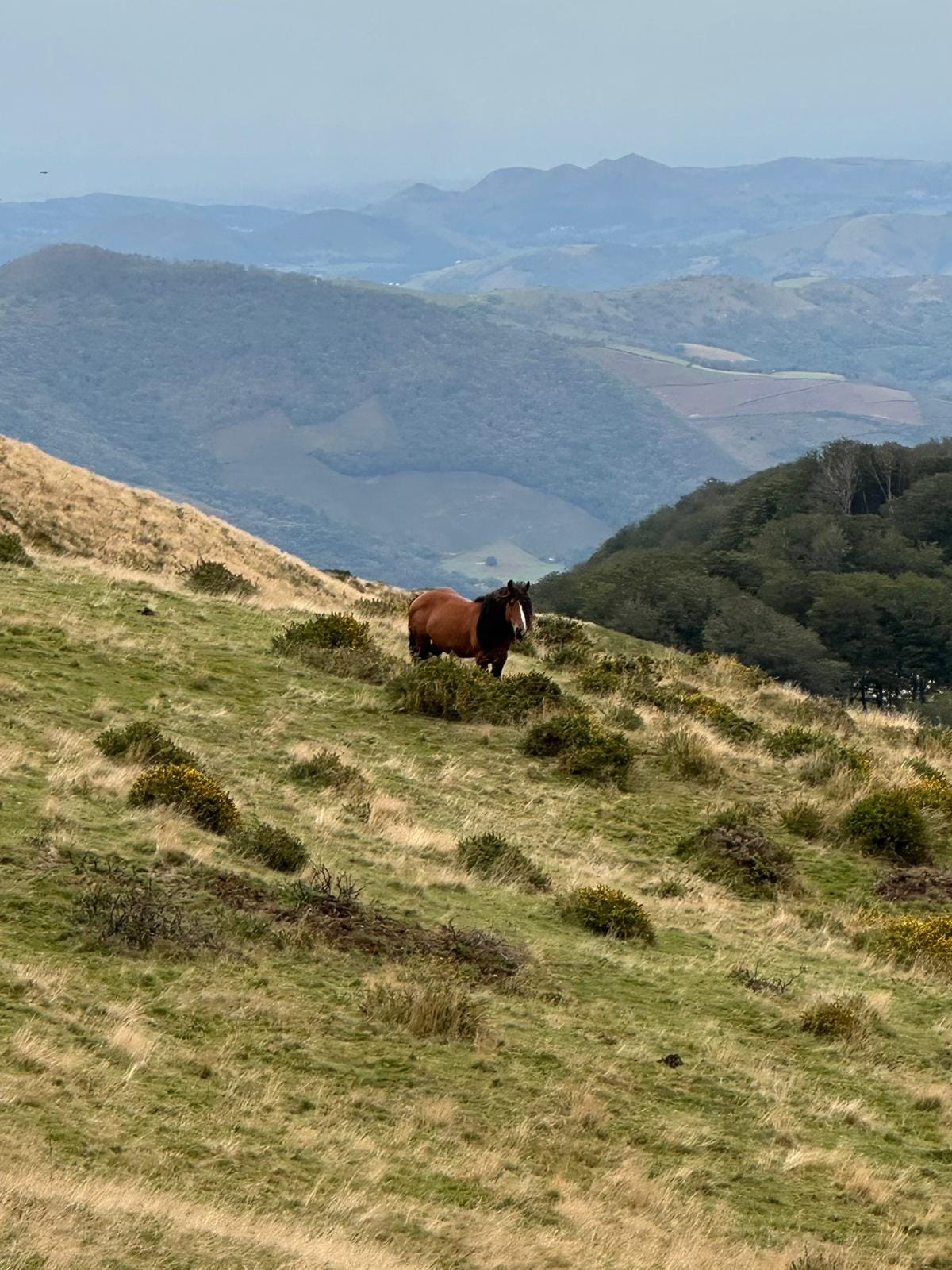 Day 2 - Orisson to Roncesvalles