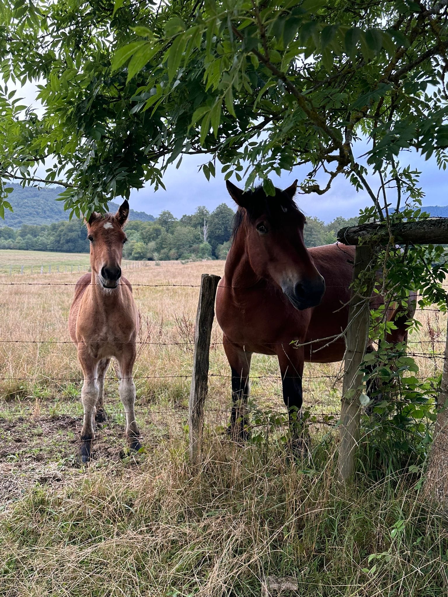 Day 3 - Roncesvalles to Zubiri