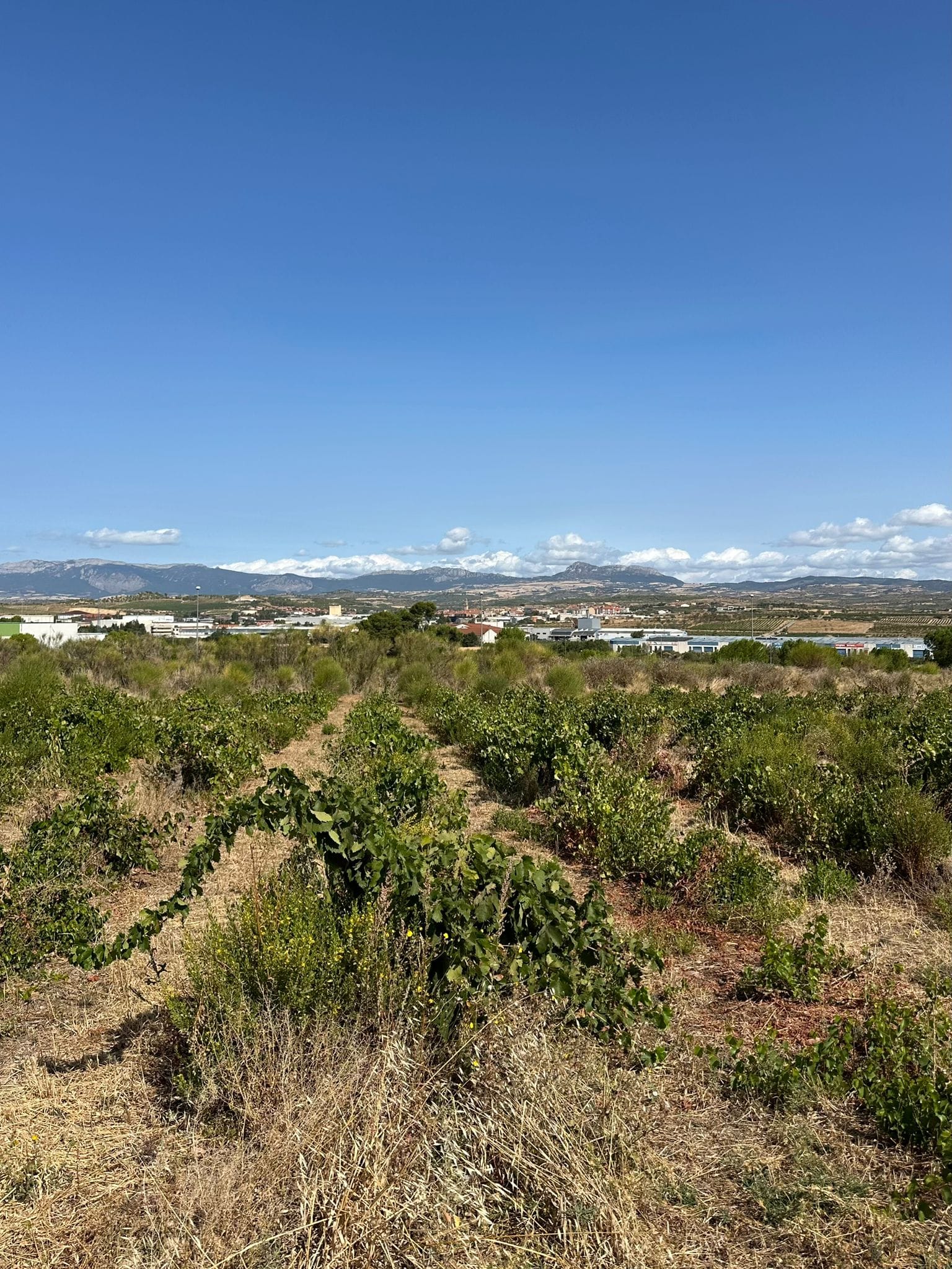 Day 8 - Torres del Río to Logroño