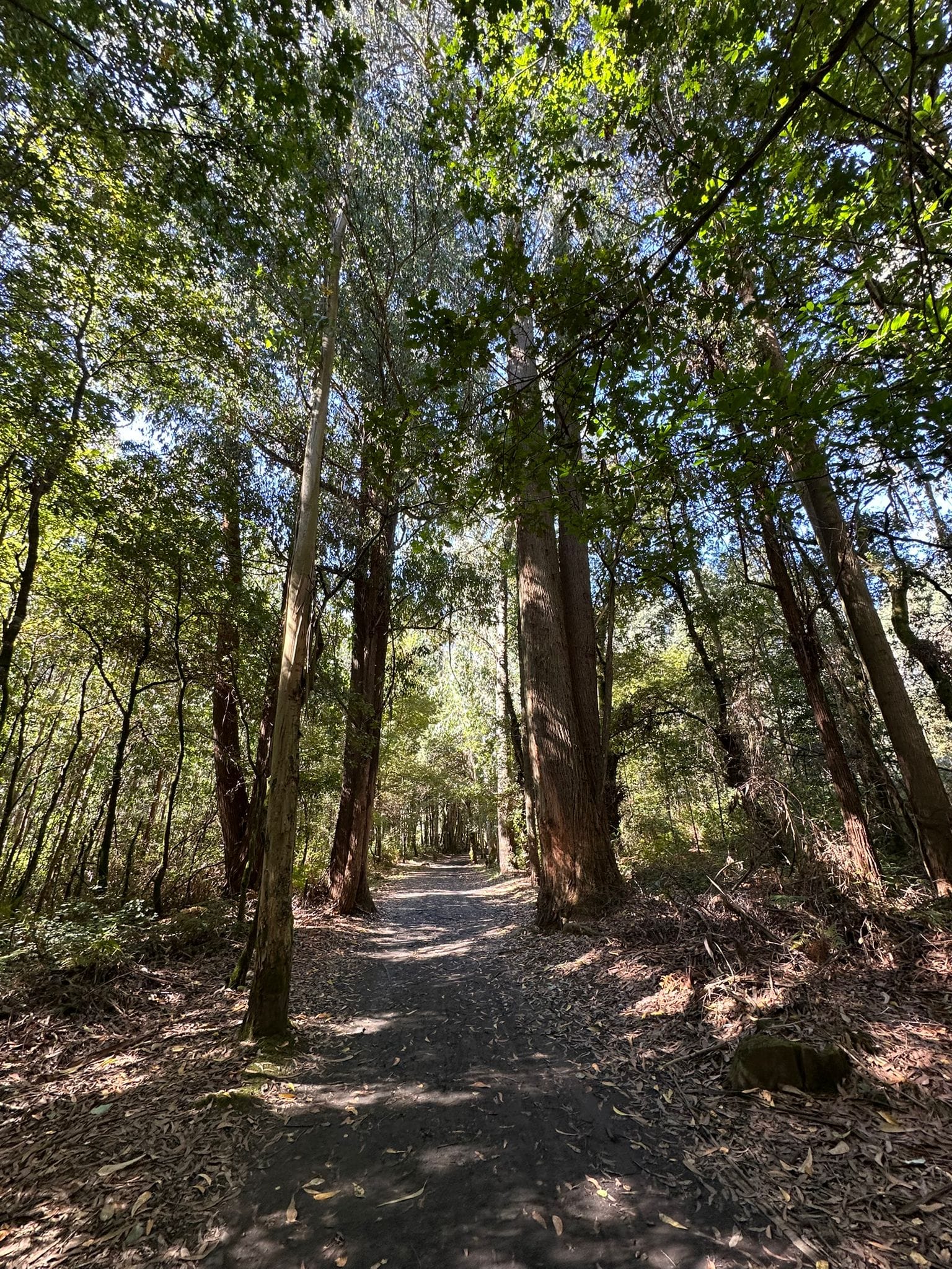 Day 34 - Ribadiso to O Amenal