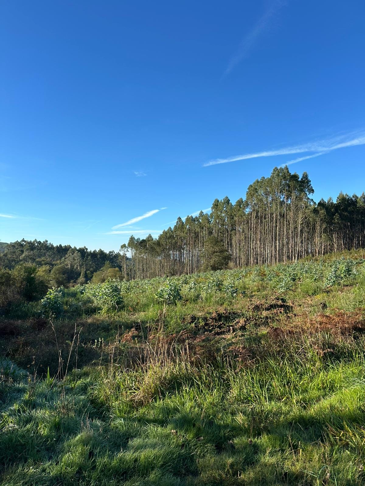 Day 35 - O Amenal to Santiago de Compostela